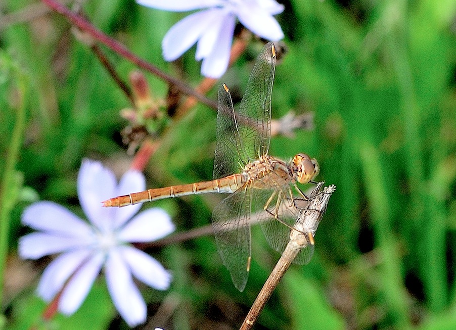 Sympetrum sp.? - Sympetrum meridionale